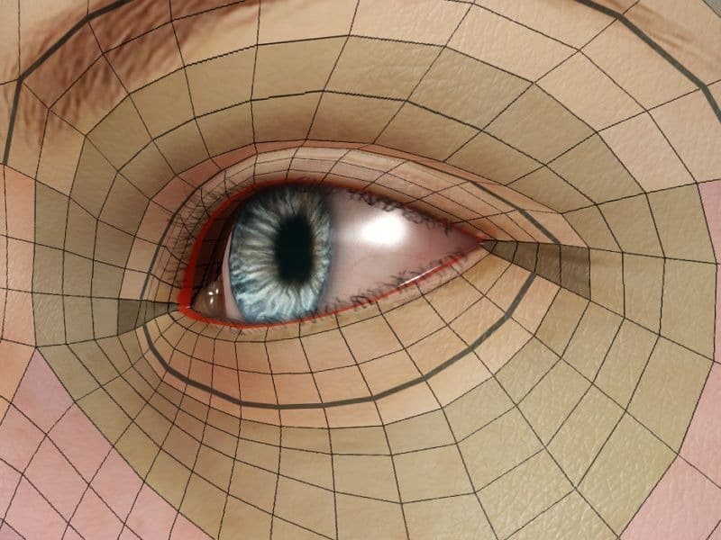 Double eyelid topology image from the guide.