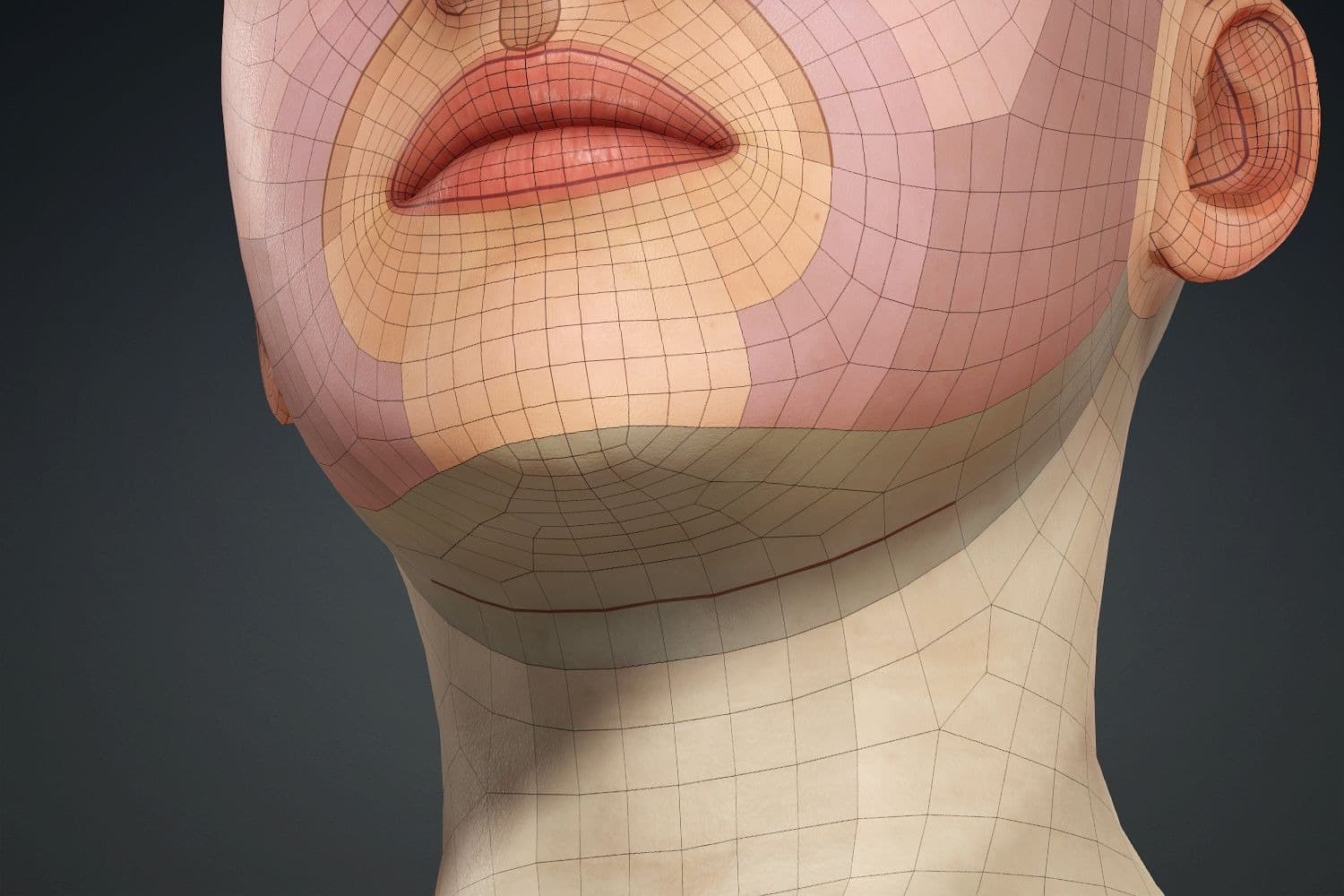 Lower jaw topology image from the guide.